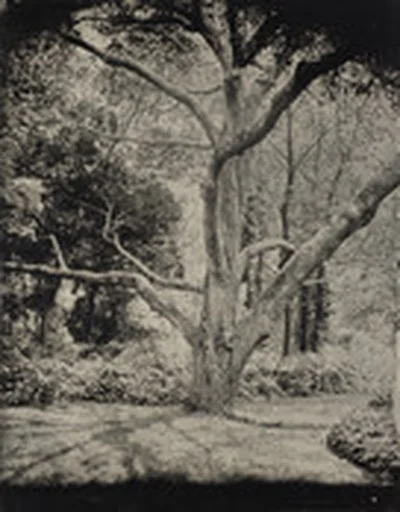Tintype