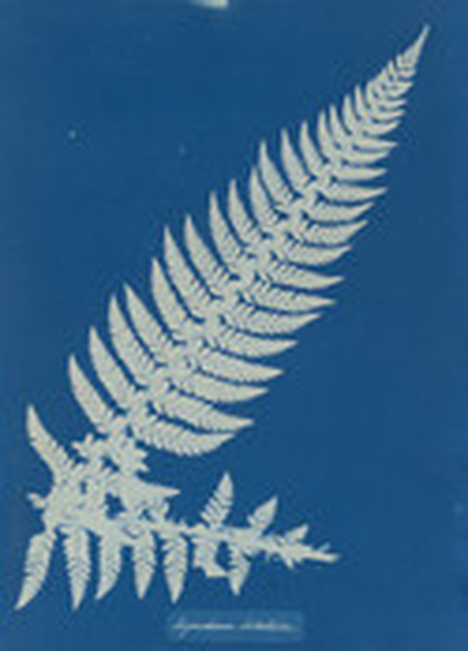 Cyanotype