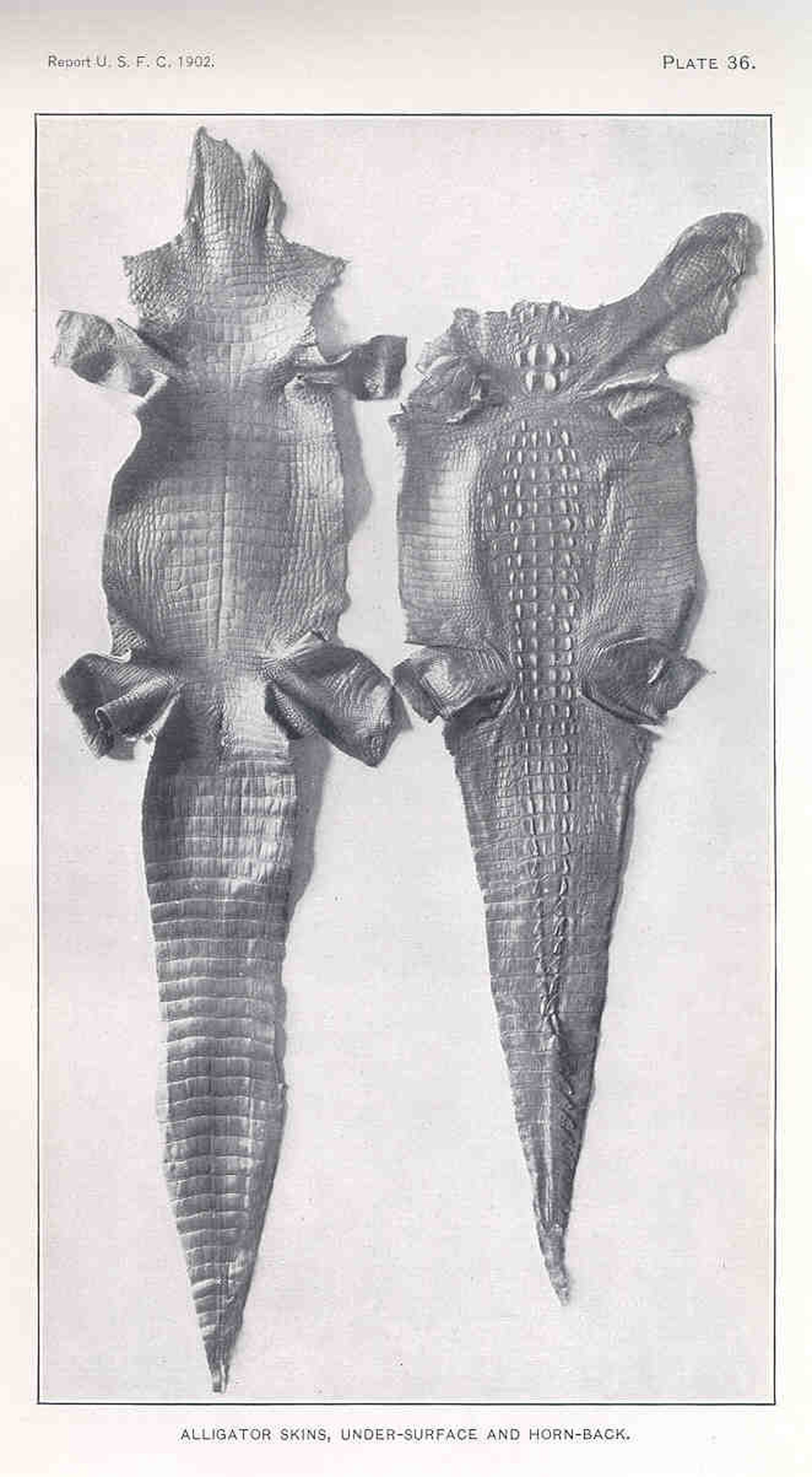 Alligator skinning