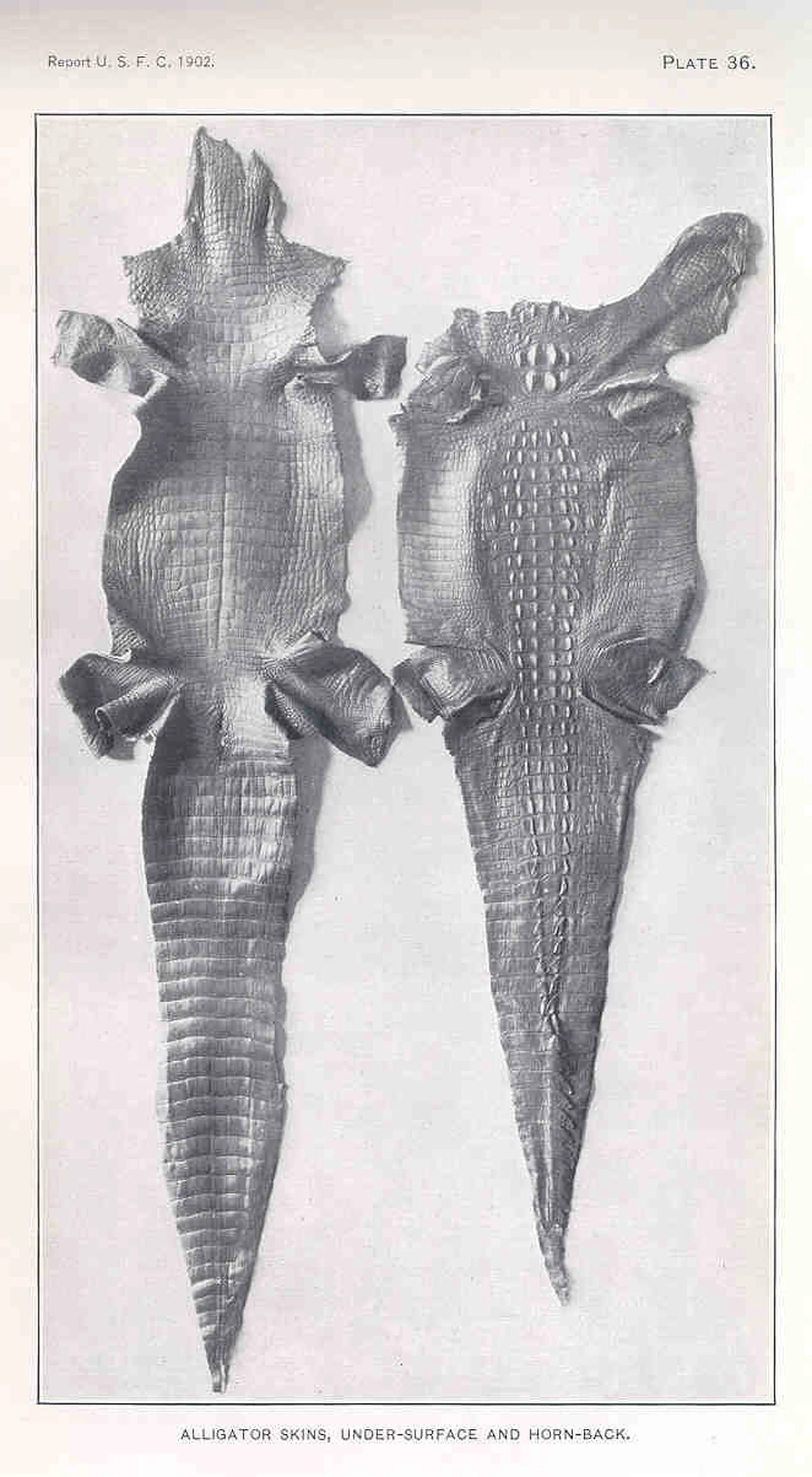 Alligator skinning