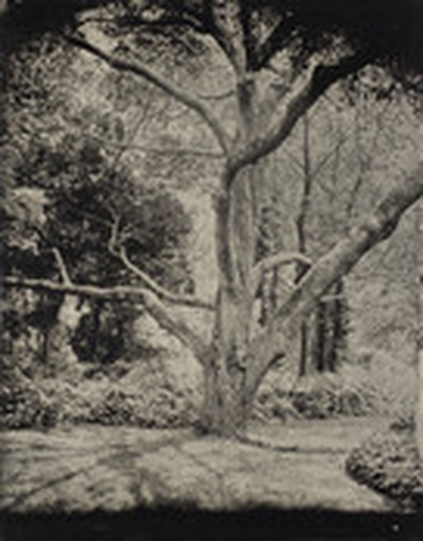 Tintype