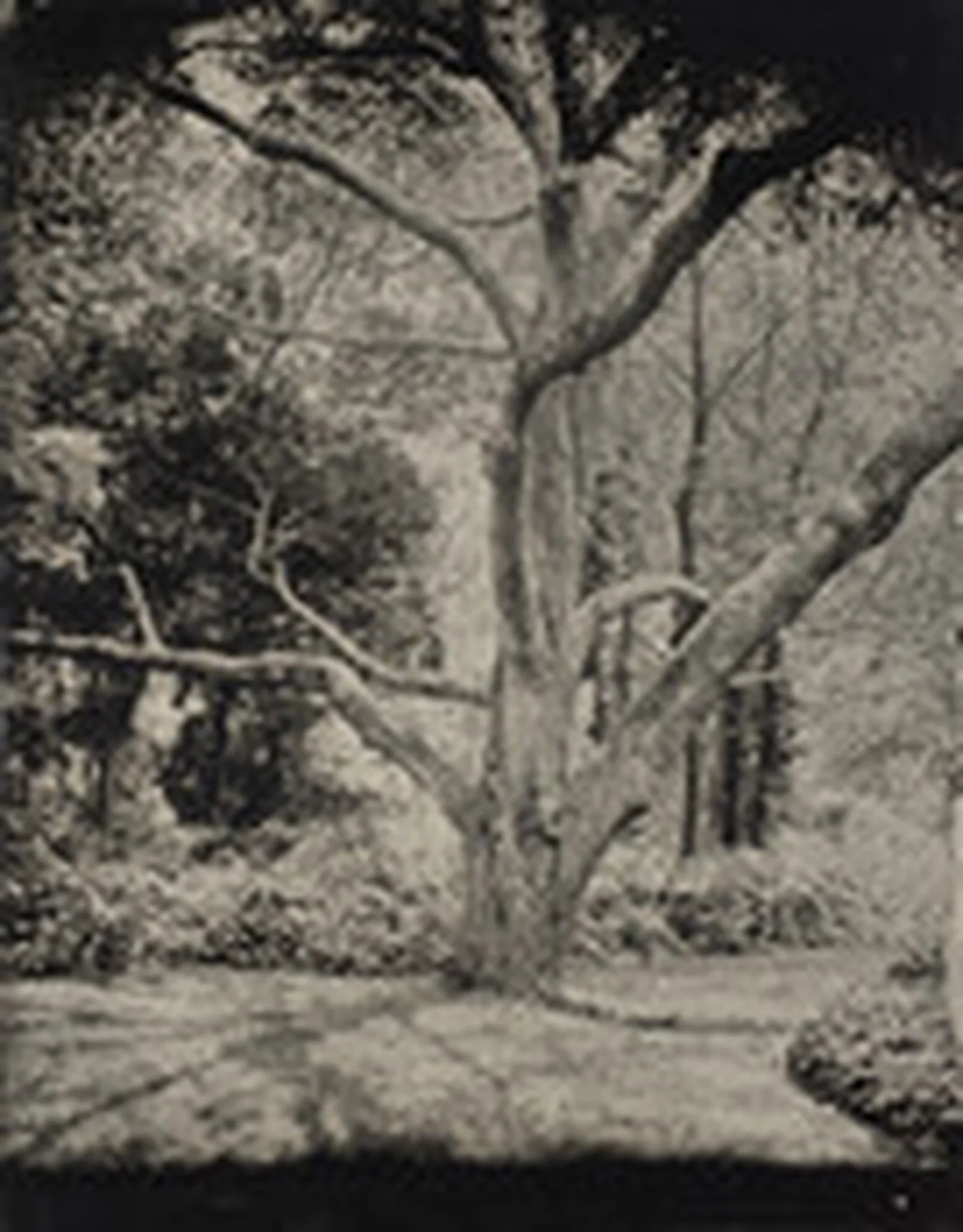 Tintype