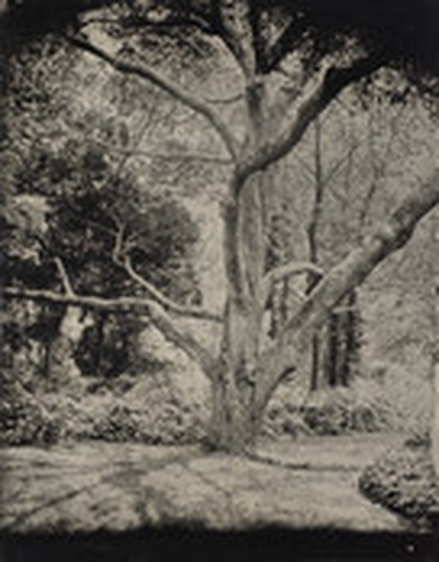 Tintype